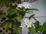 Stephanotis.