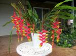 Heliconia.