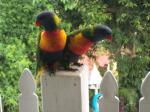 move over please...lorikeets