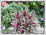 Tradescantia spathacea