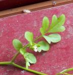 Closeup of leaves