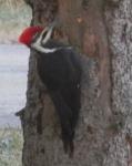 Male Pileated.