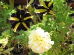'Bumble Bee' Petunias and Vanilla Marigold
