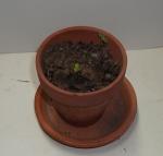 Tiny Basil seedlings