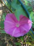 my pink morning glory vine:))