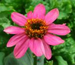 Pinwheel Zinnia