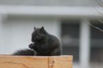 Black squirrel