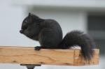 Black squirrel