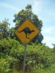 Kangaroos could be on the road.