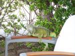 Iguana - Just a tad to friendly.