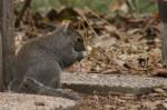 Gray squirrel