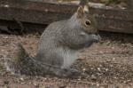 Gray squirrel