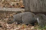 Gray squirrel