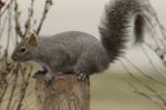 Gray squirrel