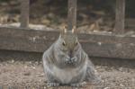 Gray squirrel