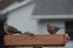 Mourning Doves...