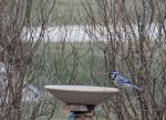 Blue Jay...