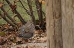 Mourning Dove...