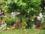 under liquidamber with leaves