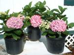 Pink Hydrangea grown in 3 Gallon pots.