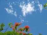 Summer sky and Poinciana blooms