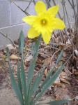 daffodill 2009