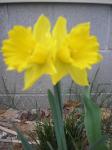 daffodill 2009