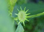 Dorstenia carnulosa