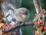 Female bushtit.