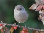 male bushtit.