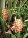 Just appearing...beehive ginger