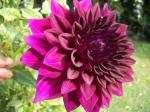 dahlia