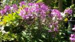 dwarf cleome