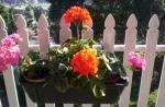 Geraniums..old favorite