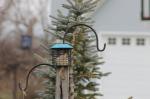 Sparrow enjoying suet...