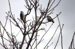 Hairy  Woodpecker and a Nuthatch