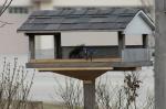 Blue Jay and a squirrel on the tray feeder...