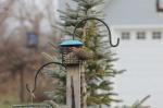 Northern Flicker