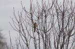 Female Cardinal....