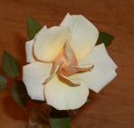 Yellow mini rose 