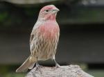 House Finch