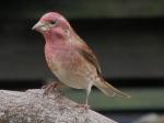 Purple Finch