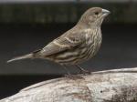 House Finch female.