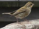 Purple Finch female.