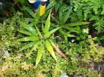 Growing on shadehouse floor with coleus