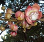 Bodhi tree flower