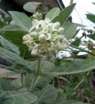 Wild tobacco tree? Northern Thailand