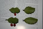 Holly leaves (bottom) Female(L) Male(R)