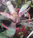 Red stripey slow growing bromeliad