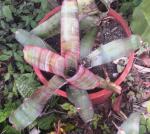 Red stripey slow growing bromeliad 2